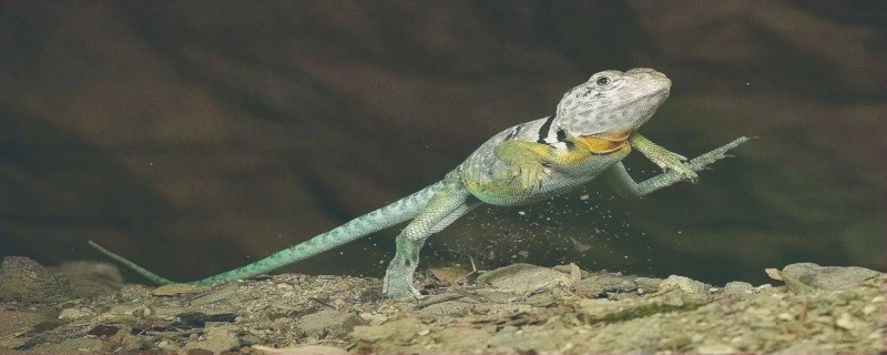 壁虎无法在水上漂浮是正确的吗