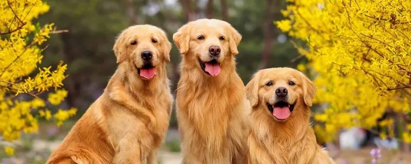 小狗金毛可以吃火烧吗（幼犬金毛能不能吃火腿肠）