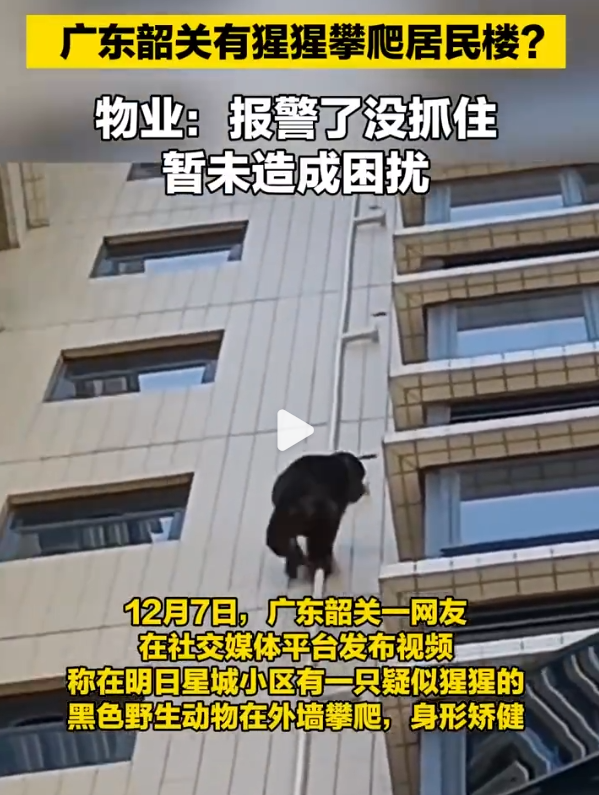 广东韶关，“猩猩”爬墙？ 出猩猩 广东
