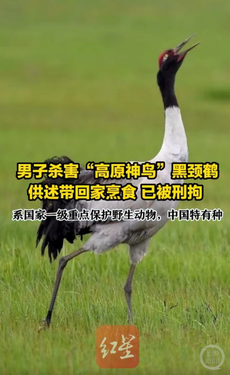 男子烹食“高原神鸟”被刑拘，这6大“牢底坐穿兽”千万别碰