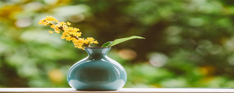 桂花不开花是什么原因造成的 桂花不开花是什么原因造成的视频