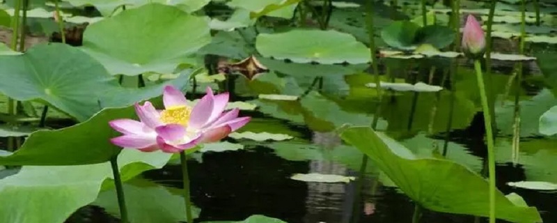 夏天是什么的季节（夏天是什么的季节小练笔）