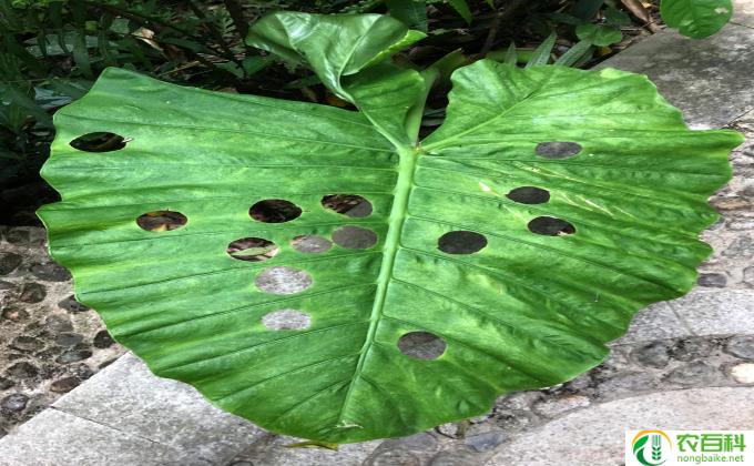 种植物怎么打理（种植物小技巧）